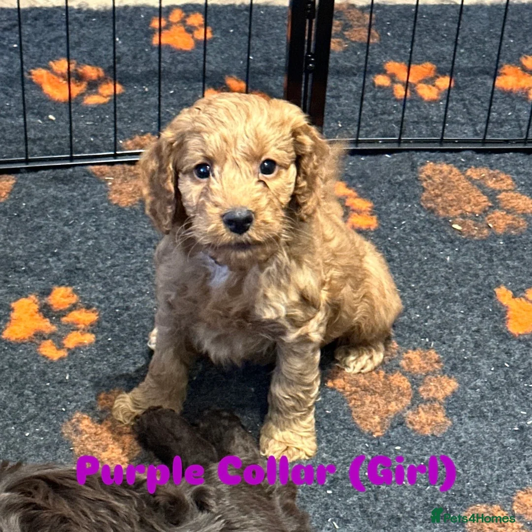 Cockapoo dogs for sale: F1 COCKAPOO PUPPIES - Advert 7