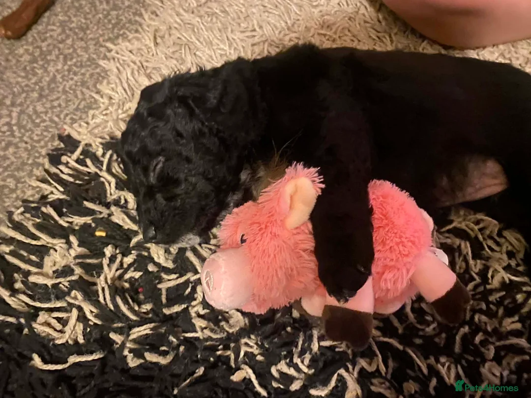 Cockapoo dogs for sale: Ivy cockapoo in Blackburn - Advert 3
