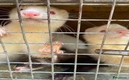 Ferret rodents for sale: Ferrets  - Image 7