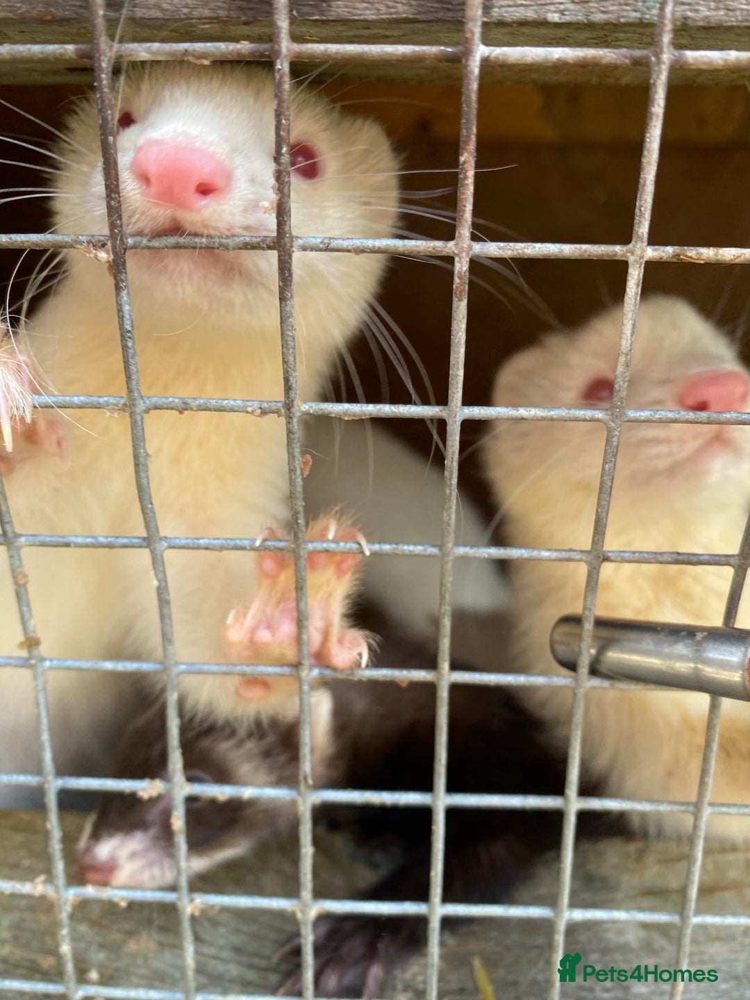 Ferret rodents for sale: Ferrets  - Image 7