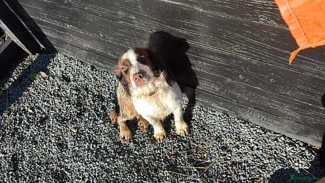 Cocker Spaniel dogs for sale: Bruce 11month old cocker spaniel - Advert 2