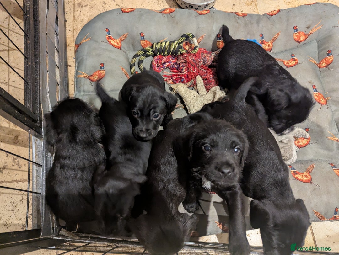 Mixed Breed dogs for sale: Stunning Puppies Ready to go 10 November - Image 9