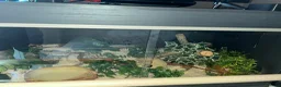 Corn Snake reptiles for sale: Corn Snake & full heated setup in Huddersfield - Advert 2