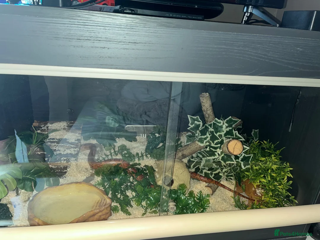Corn Snake reptiles for sale: Corn Snake & full heated setup in Huddersfield - Advert 2
