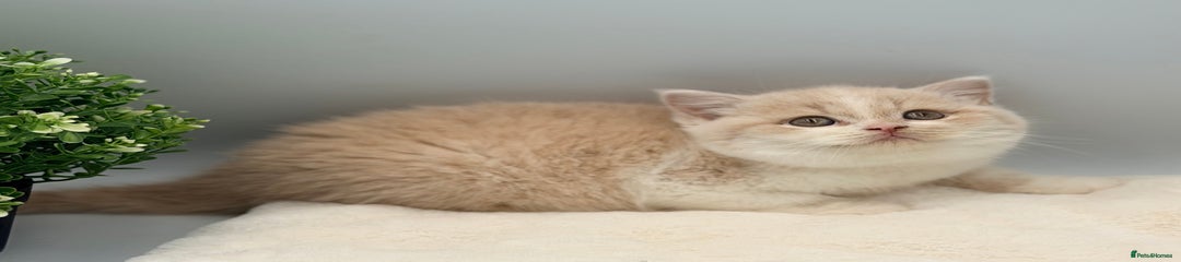 British Shorthair cream bi colour 
