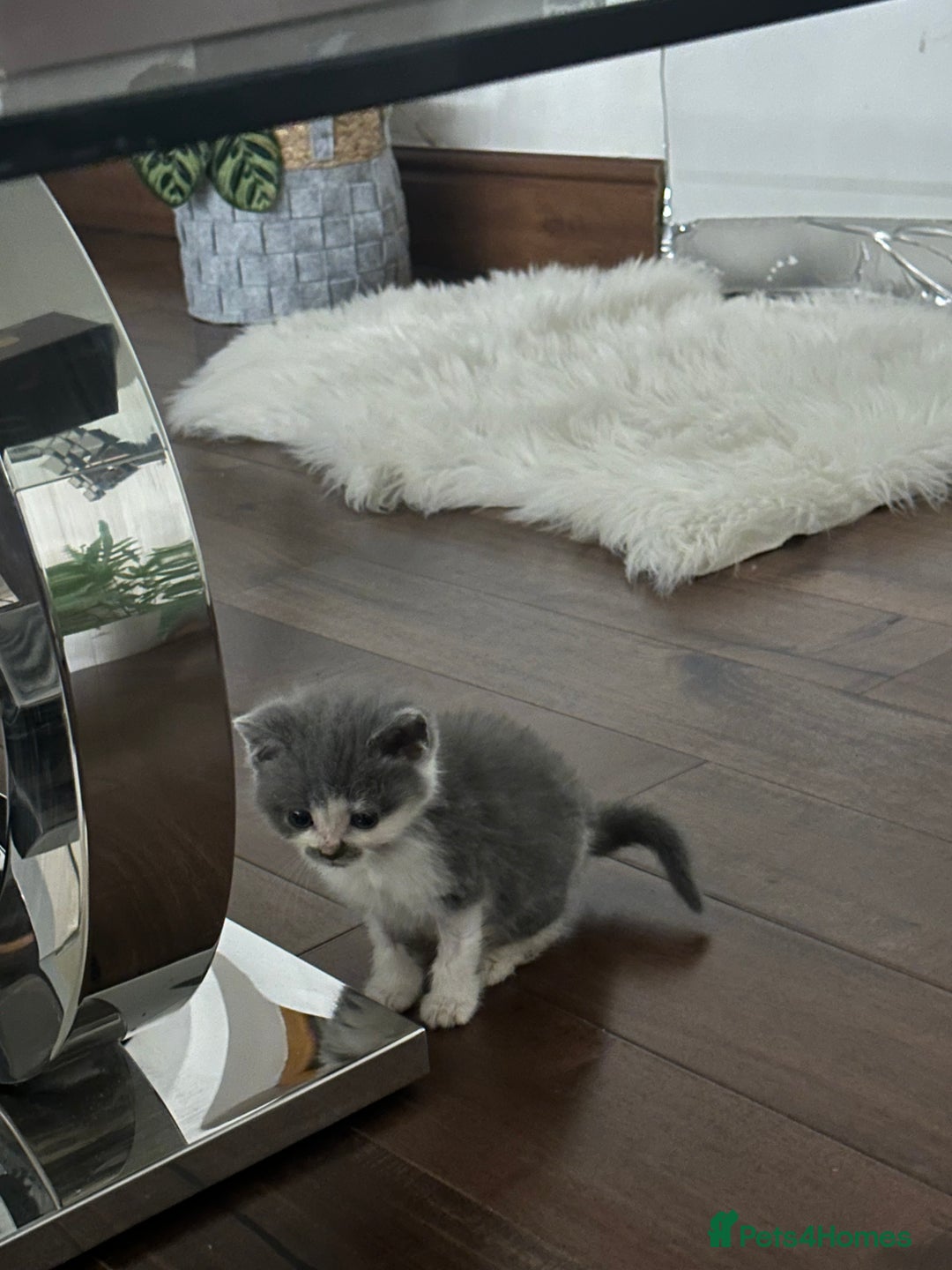 British Shorthair cats for sale: Gorgeous 2 female grey kittens for sale - Image 9