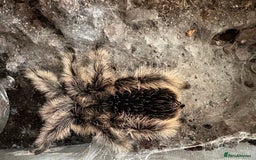 Tarantulas invertebrates for sale: Adult female curly hair and enclosure. - Image 5
