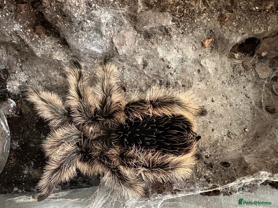 Tarantulas invertebrates for sale: Adult female curly hair and enclosure. - Image 5