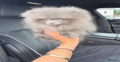 Pomeranian dogs - Advert 1