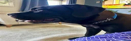 Cane Corso dogs for sale: Scooby needs his forever home  - Advert 6