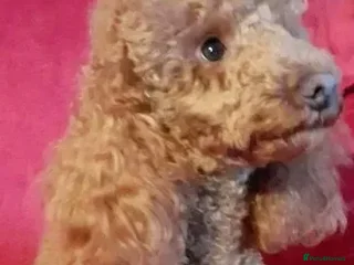 Miniature Poodle dogs in Bognor Regis - Advert 2