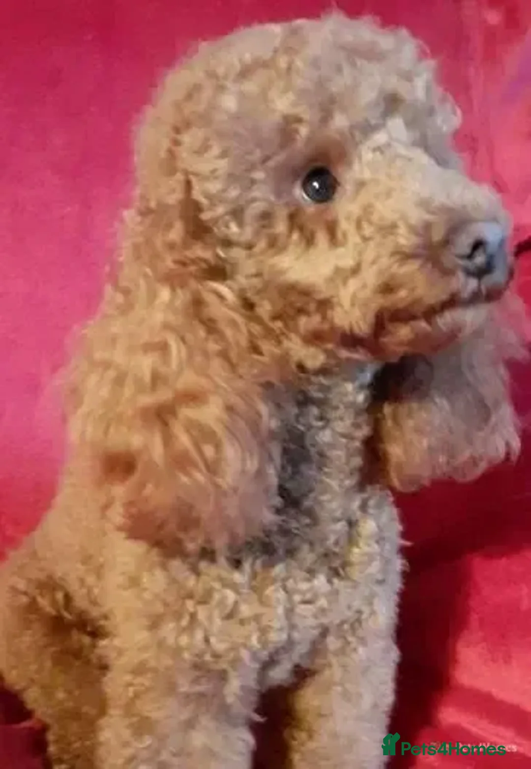 Miniature Poodle dogs for stud: Deep Red Extensively Health Tested Boy in Bognor Regis - Advert 2