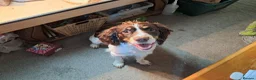 English Springer Spaniel dogs for sale: Lupo. 8 month old springer looking for a new home in Beaminster - Advert 2
