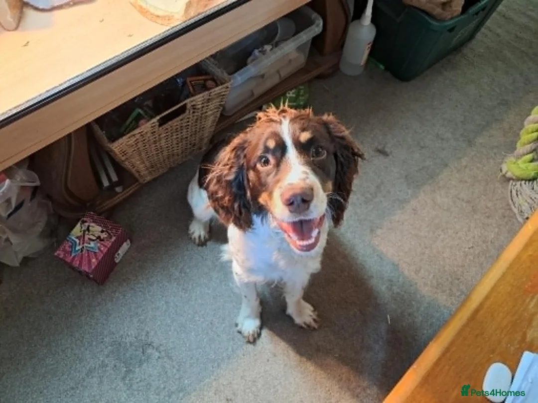 English Springer Spaniel dogs for sale: Lupo. 8 month old springer looking for a new home in Beaminster - Advert 2
