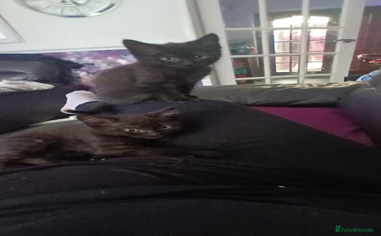 British Shorthair cats - Advert 7