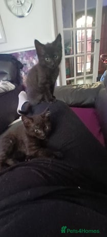 British Shorthair cats - Advert 7