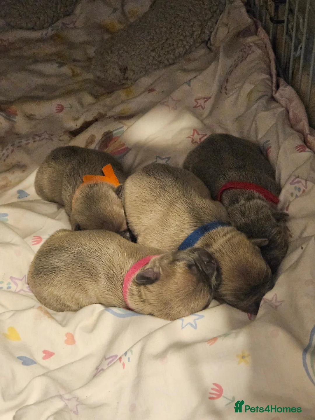 French Bulldog dogs for sale: Puppies for sale in Weymouth - Advert 1