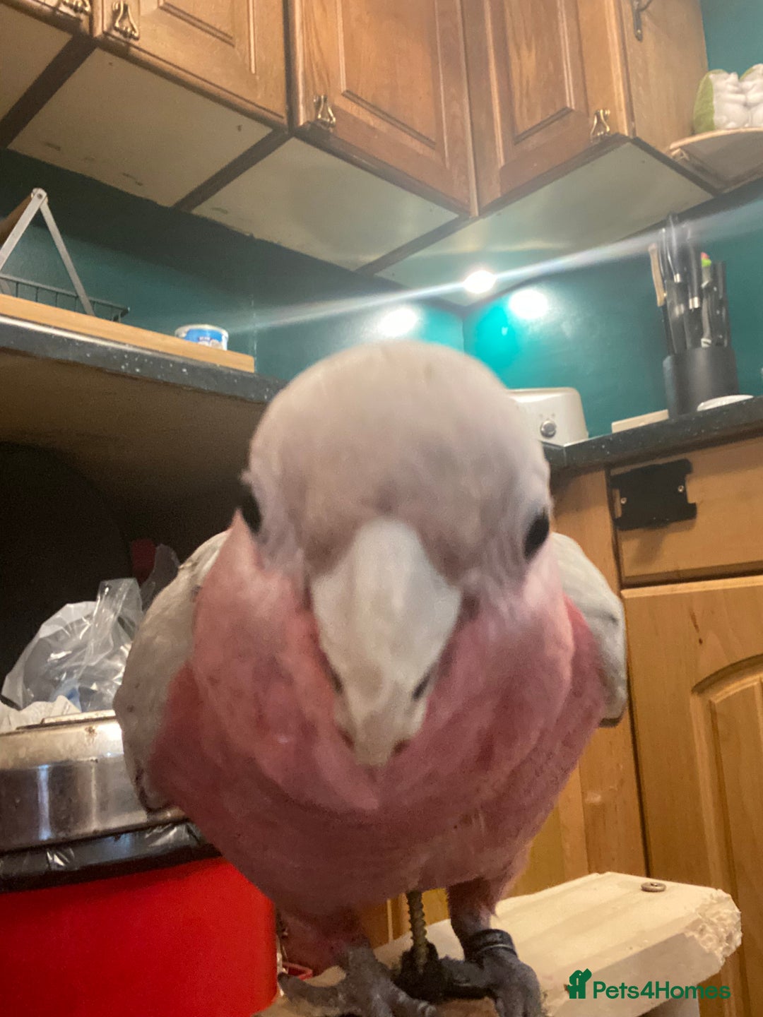 Cockatoo birds for sale: 10 month old male galah cockatoo - Advert 4