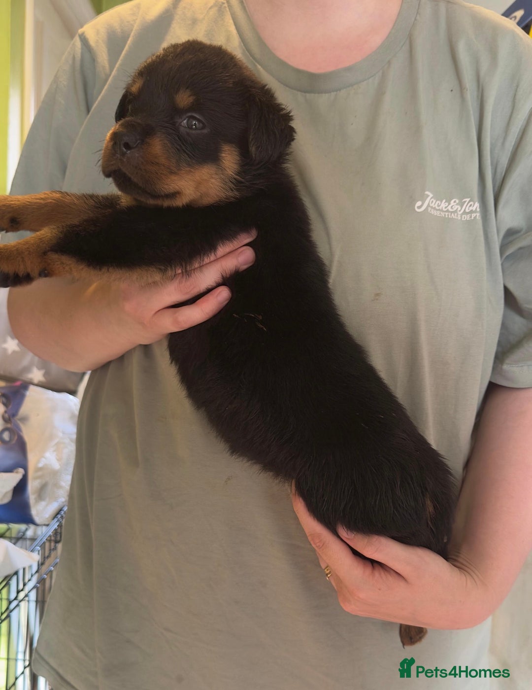 Rottweiler dogs for sale: CHUNKY PUREBREAD ROTTWEILERS  - Advert 25