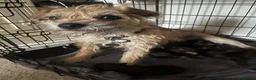 Border Terrier dogs for sale: Border Terrier Puppies - Advert 19