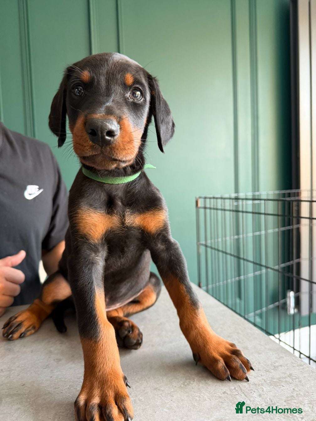 Dobermann dogs 2 BOYS LEFT - STUNNING DOBERMAN PUPPIES FOR SALE - Advert 1