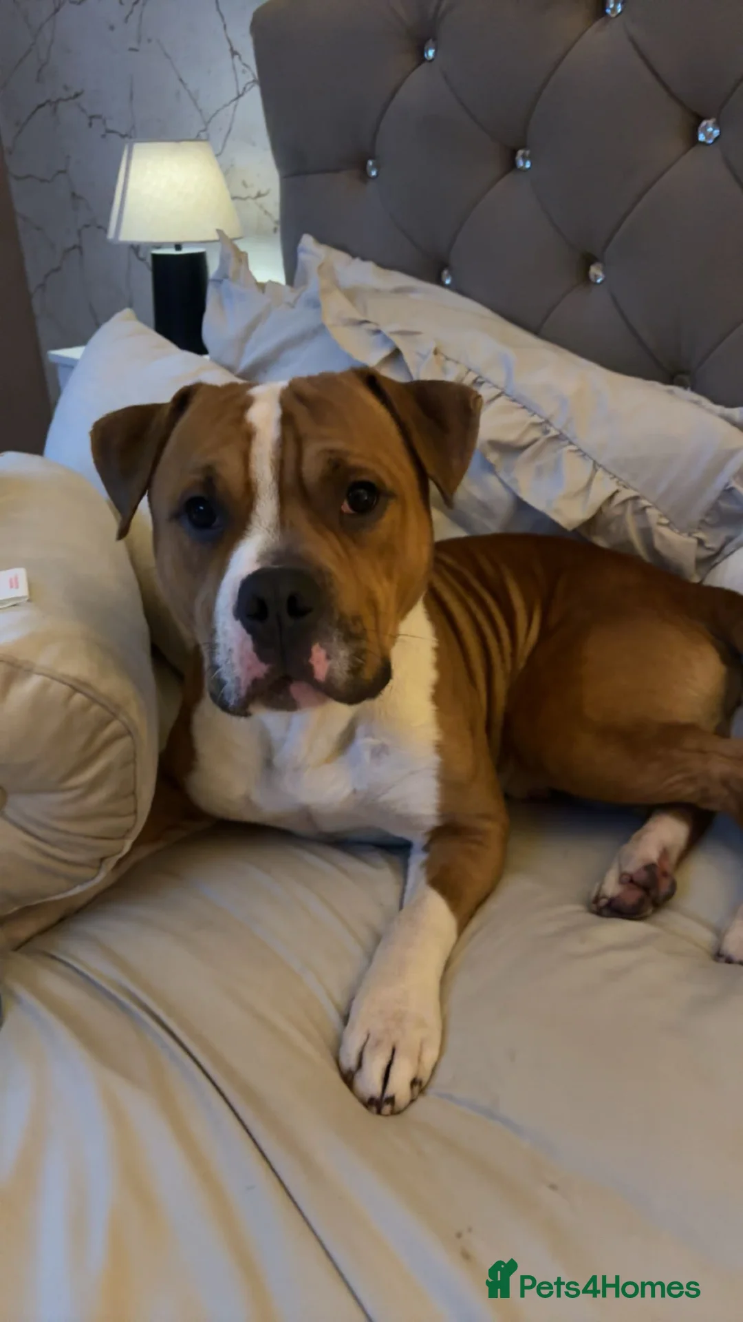 American Bull Staffy dogs for sale: Reggie 2 years old  - Advert 2