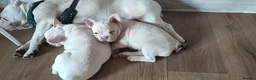 French Bulldog dogs for sale: French Bulldog puppies - Advert 6