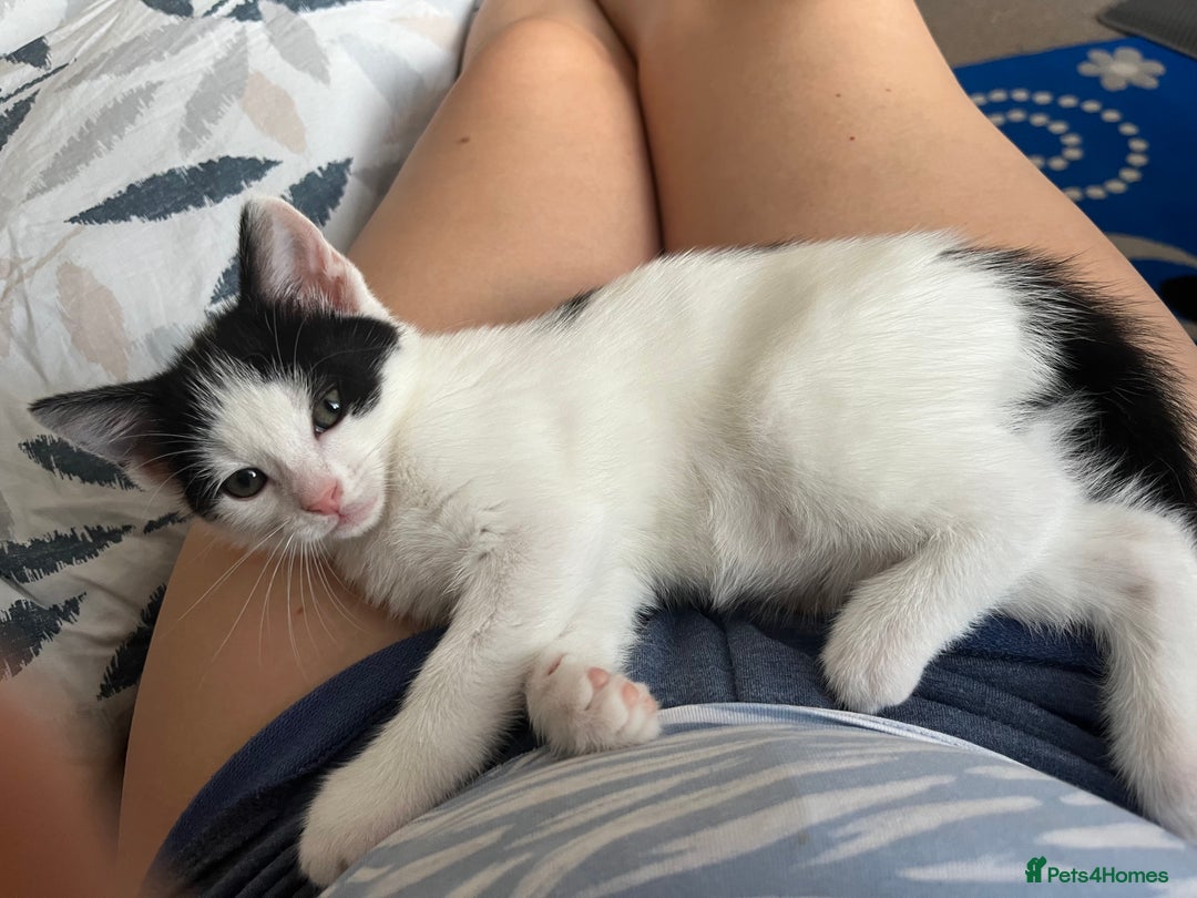 Mixed Breed cats for sale: Two adorable girls - Image 6