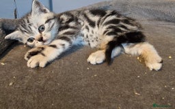 British Shorthair cats for sale: Beautiful bsh kittens  - Image 16