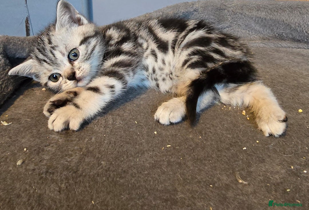 British Shorthair cats for sale: Beautiful bsh kittens  - Image 16