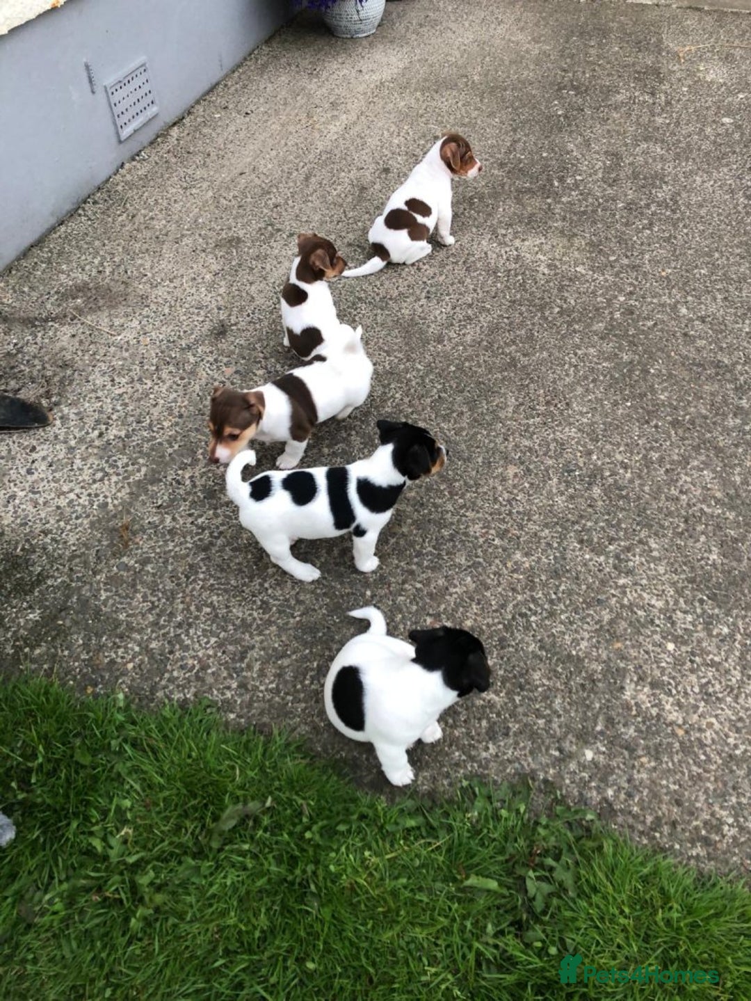 Jack Russell dogs for sale: Playful Jackrussell puppies for sale - Image 6