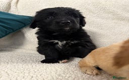 Bernedoodle dogs for sale: Bernedoodle puppies  - Advert 9