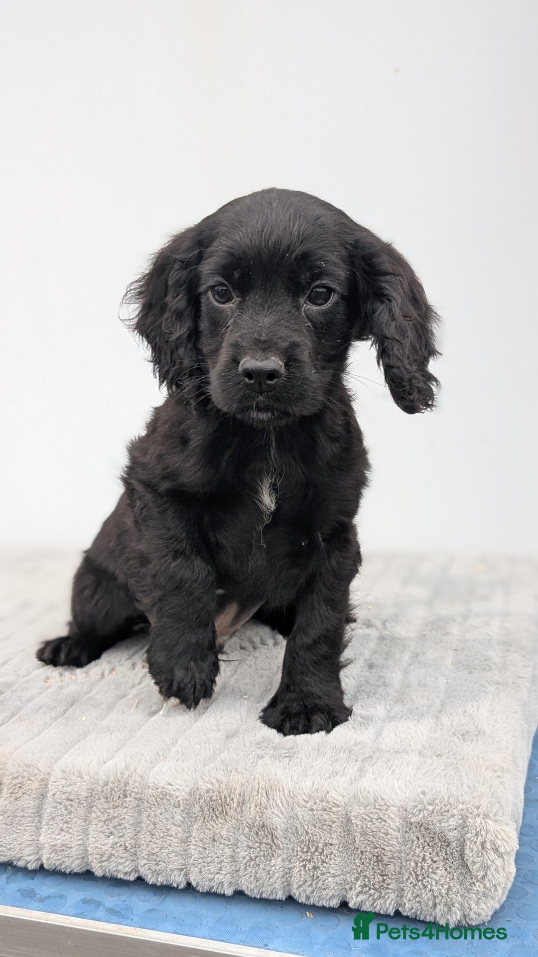 Cocker Spaniel dogs for sale: Cracking Cocker Pups - Image 7