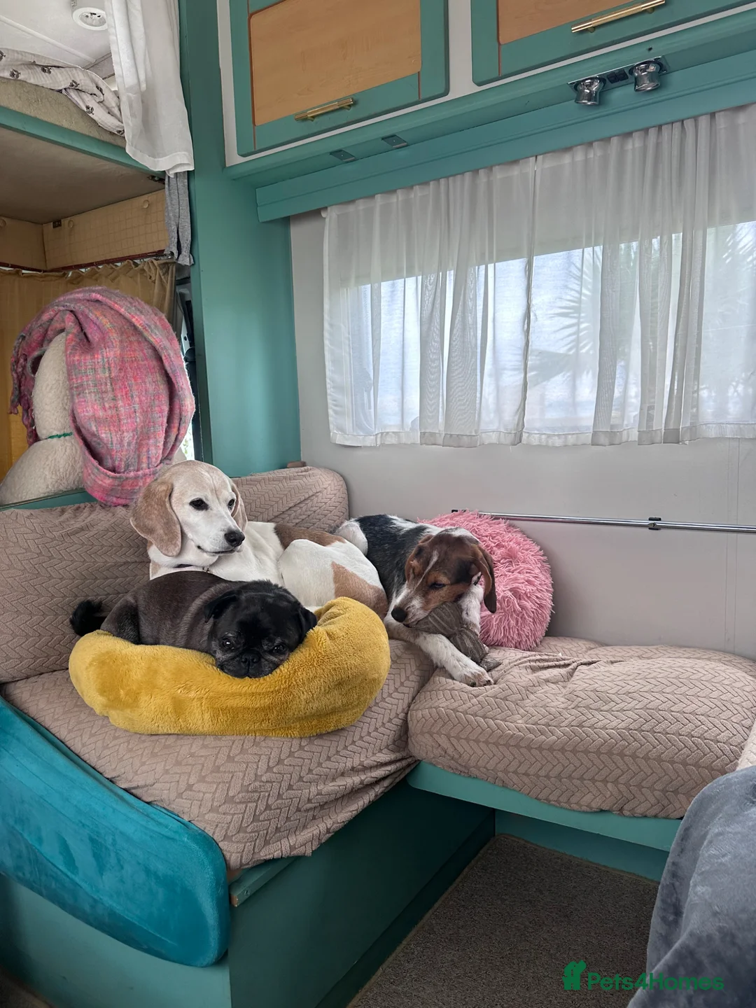 Mixed Breed dogs for sale: Betsy from Montenegro  - Advert 15