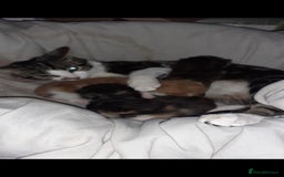 Domestic Shorthair cats for sale: Tortoiseshell female kitten - Image 5