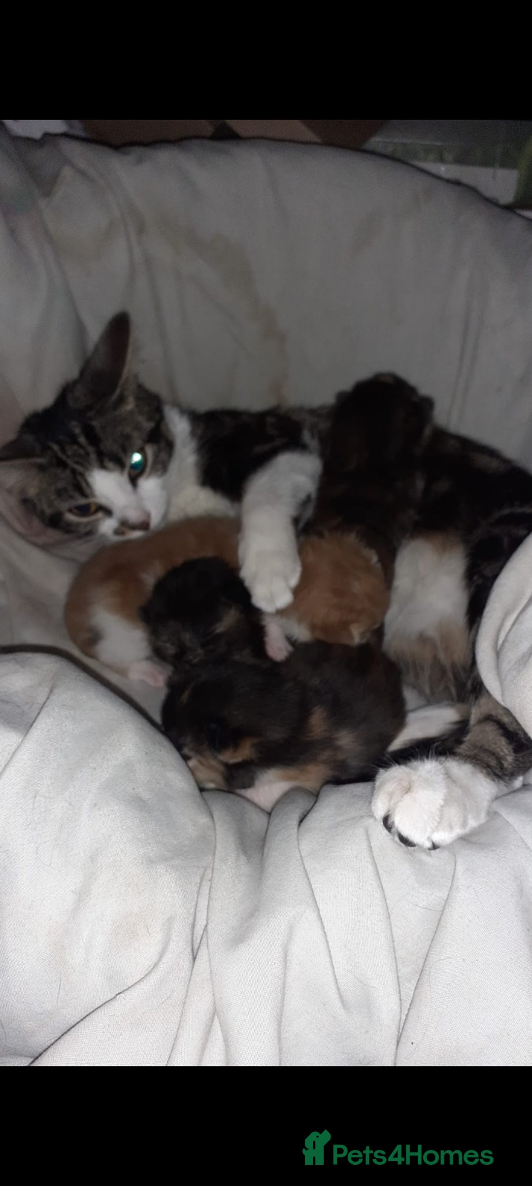 Domestic Shorthair cats for sale: Tortoiseshell female kitten - Image 5