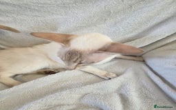 Siamese cats for sale: Siamese chocket and fawn bothvery loving gorgeous  - Image 4