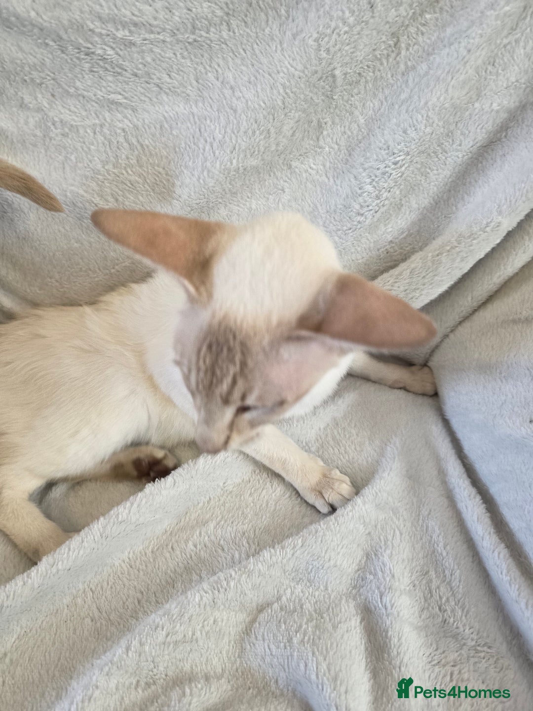 Siamese cats for sale: Siamese chocket and fawn bothvery loving gorgeous  - Image 4
