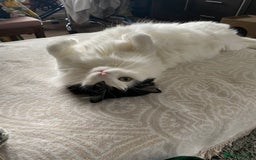 Mixed Breed cats for sale: Loving Indoor Cat Looking for a Good New Home - Image 9