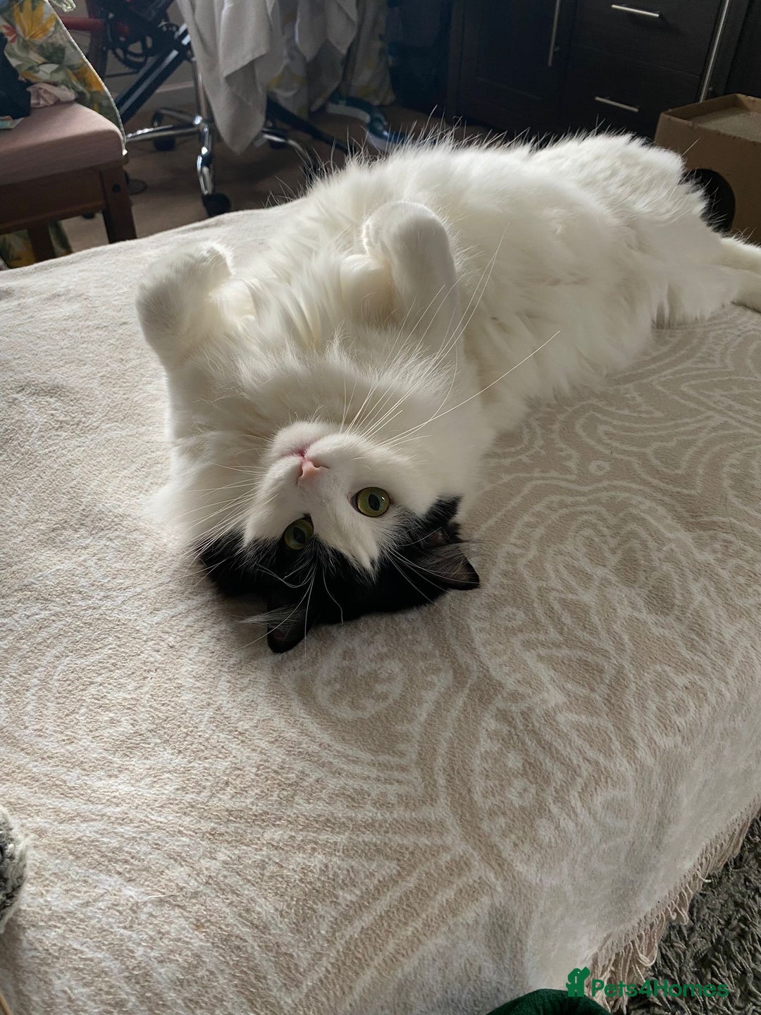 Mixed Breed cats for sale: Loving Indoor Cat Looking for a Good New Home - Image 9