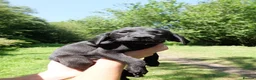 Labrador Retriever dogs for sale: Stunning home-bred labs - Advert 5