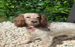 Cocker Spaniel dogs for sale: Chocolate Roan & Tan Cocker Spaniel Girl - Image 4