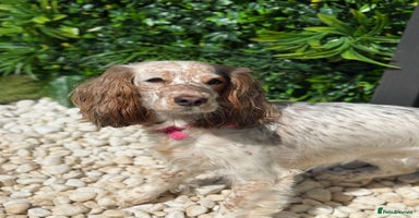 Cocker Spaniel dogs - Advert 14