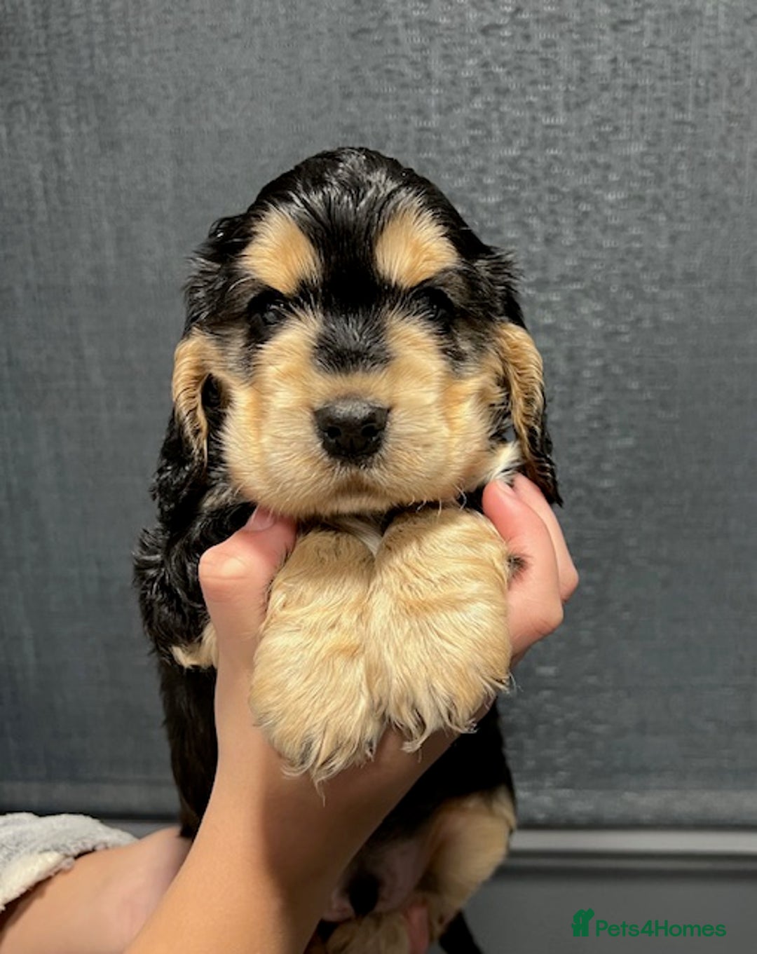Cocker Spaniel dogs for sale: Show Cocker Spaniel puppies from DNA tested parent - Advert 7