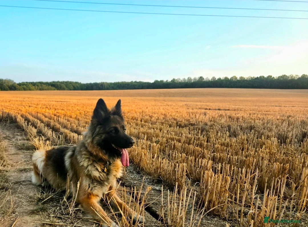 German Shepherd dogs for sale: Female german shepherd  - Advert 1