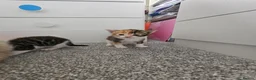 Mixed Breed cats for sale: Ragdoll mix kittens are for sale  - Advert 12