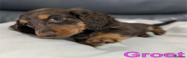 Groot