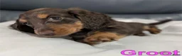 Miniature Dachshund dogs for sale: Miniature Longhaired Dachshund Puppies - Advert 38