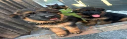 German Shepherd dogs for sale: 💥Champion🩸line GermanShepherd puppy’s LH GSD - Advert 5