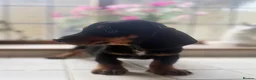 Miniature Dachshund dogs for sale: Stunning Miniature Dachshunds  - Advert 15